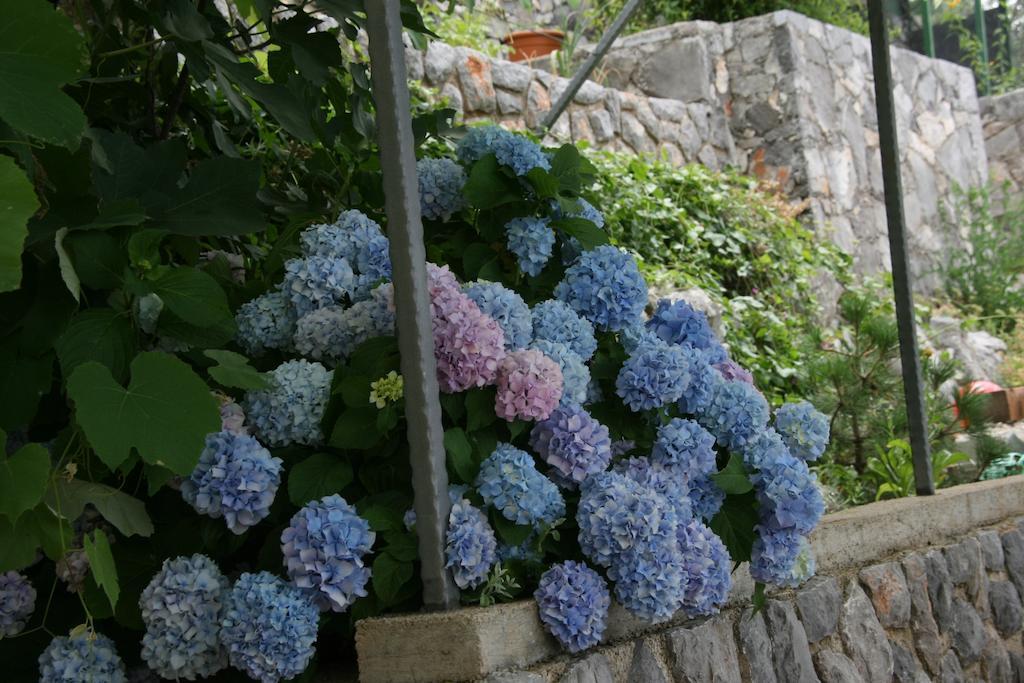 Salvia Sveti Juraj